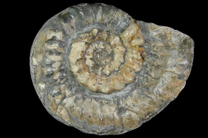 Fossil Ammonite (Microderoceras) On Stone - Dorset, England #117219
